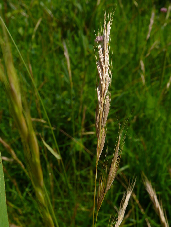 Flore de la Corse