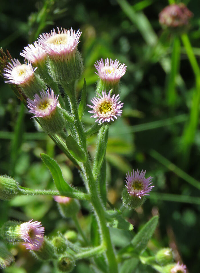 Flore de la Corse