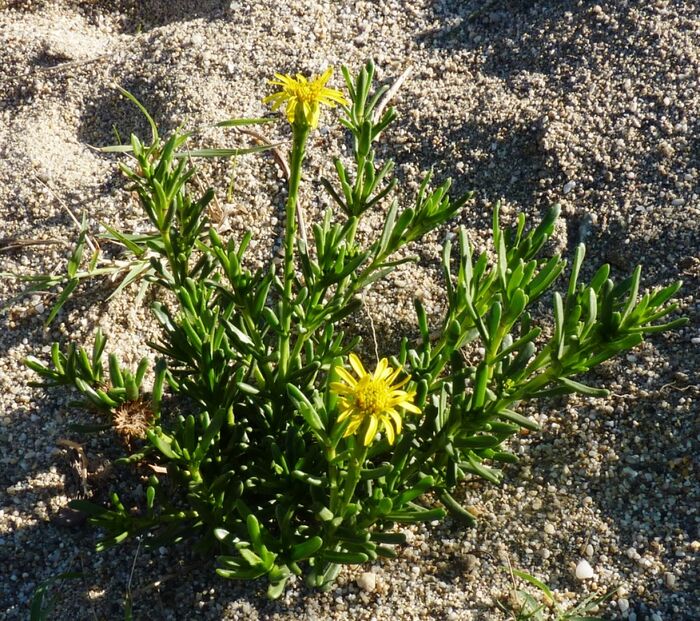 Flore de la Corse