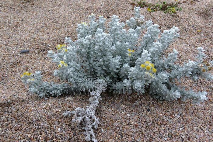 Flore de la Corse