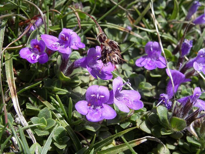 Flore de la Corse