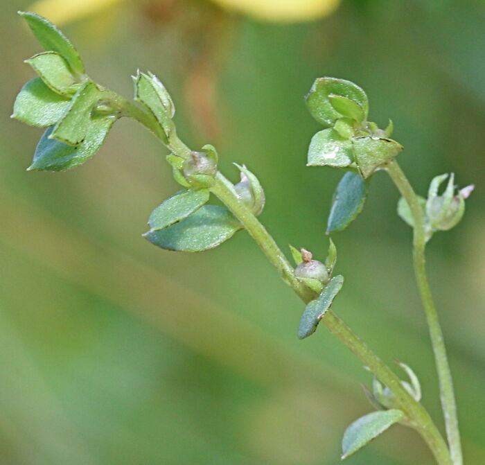 Flore de la Corse