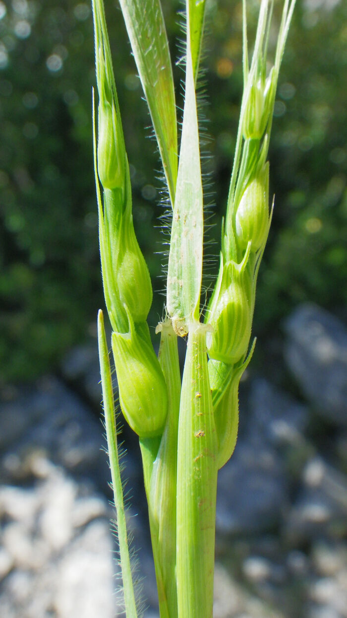 Flore de la Corse