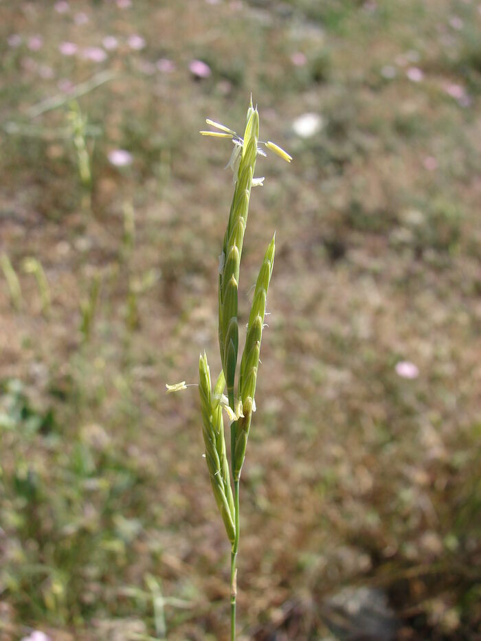 Flore de la Corse