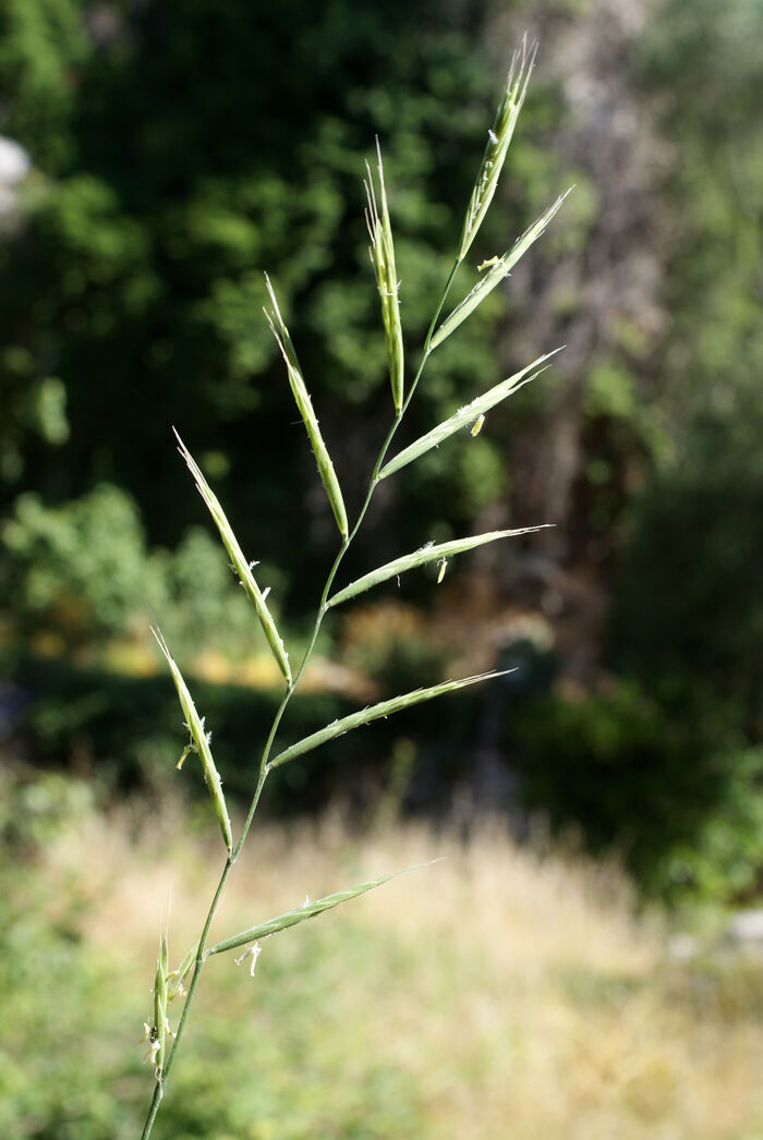 Flore de la Corse