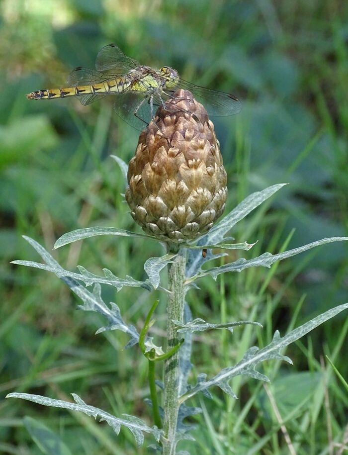 Flore de la Corse