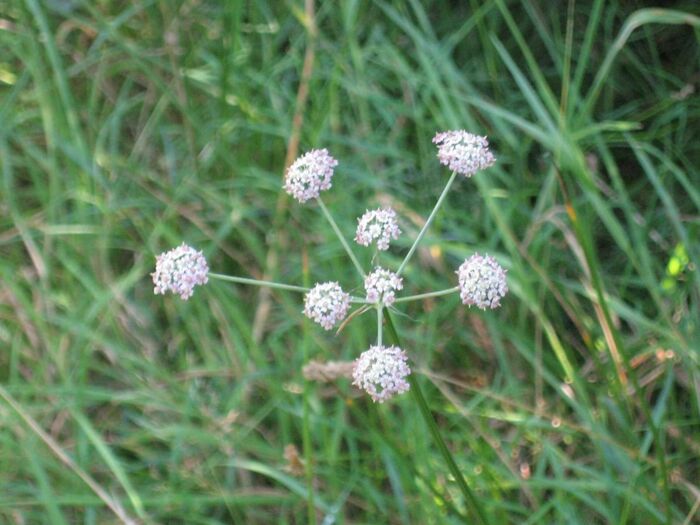 Flore de la Corse