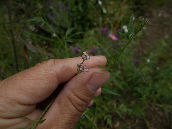 Flore de la Corse