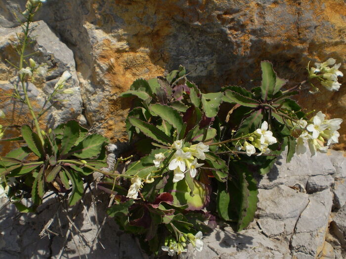 Flore de la Corse