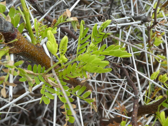 Flore de la Corse