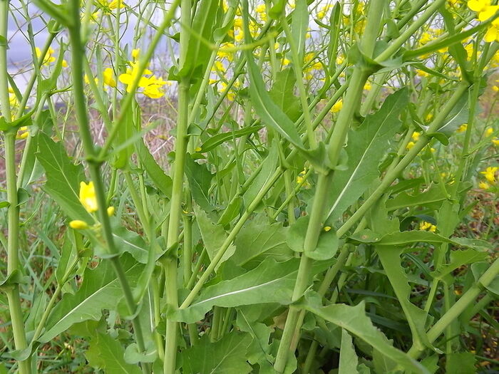 Flore de la Corse