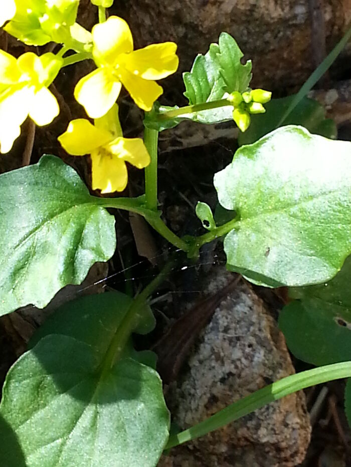 Flore de la Corse