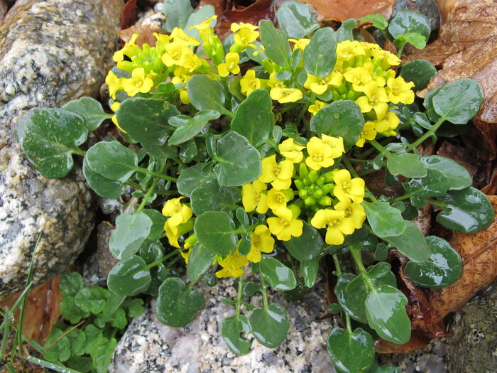 Flore de la Corse