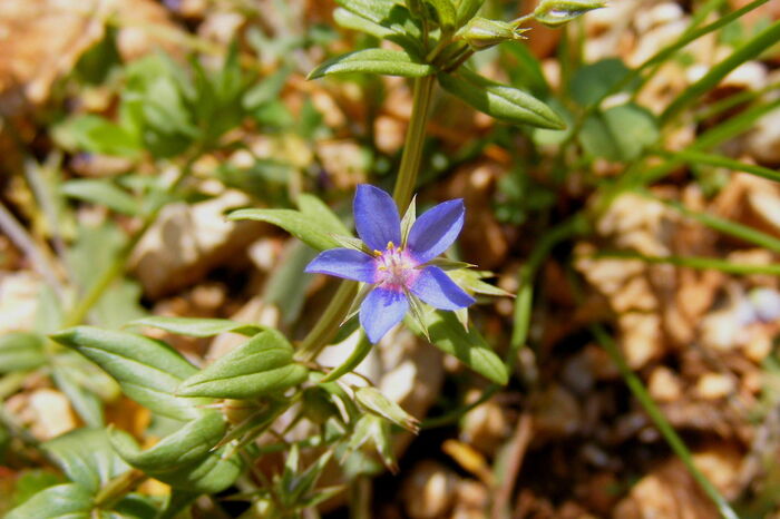 Flore de la Corse