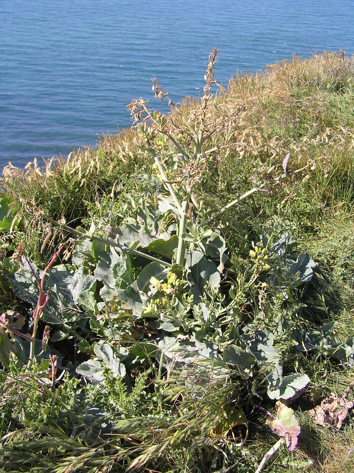 Flore de la Corse