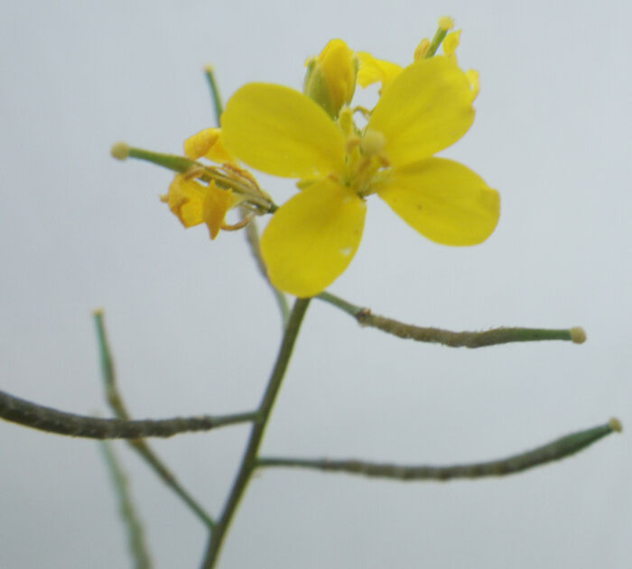 Flore de la Corse