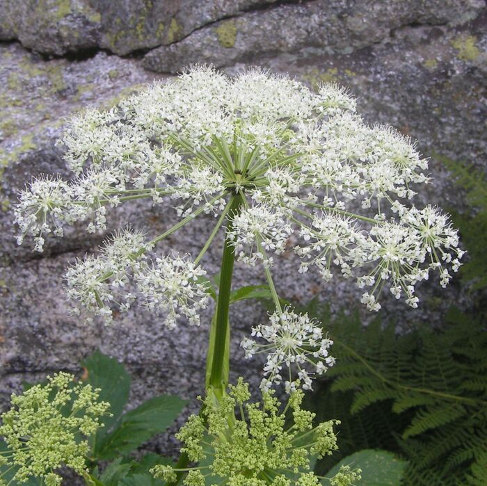 Flore de la Corse