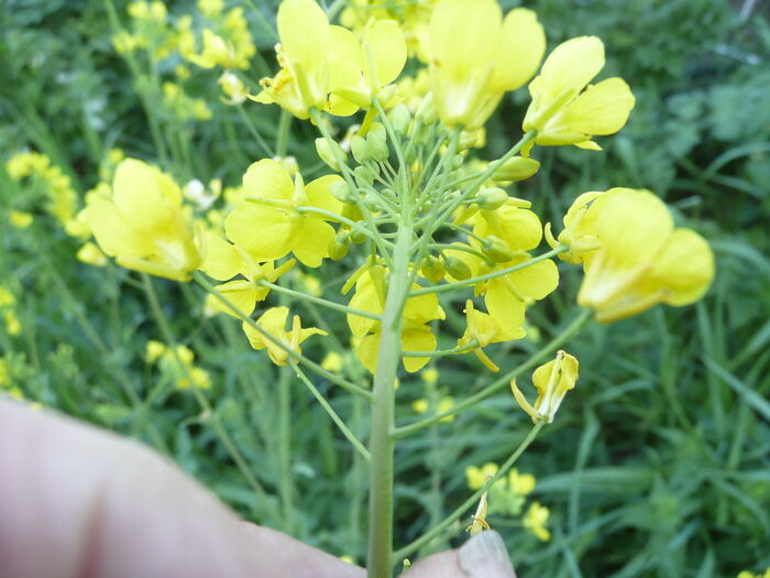 Flore de la Corse