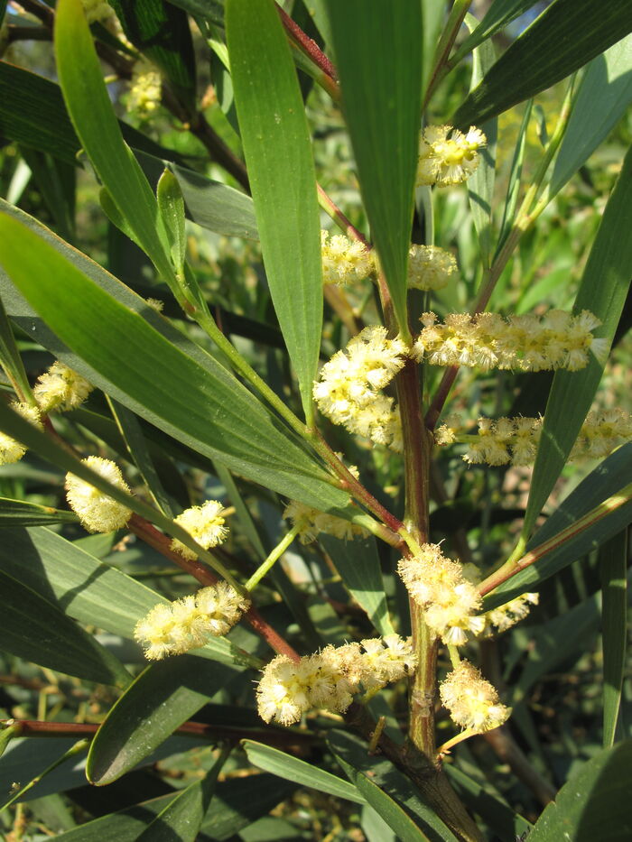 Flore de la Corse