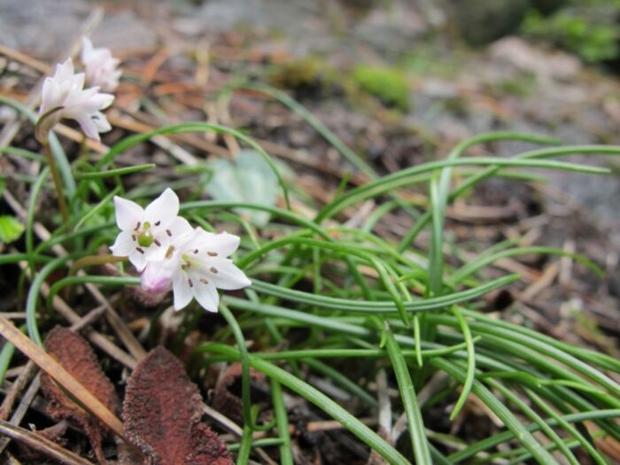 Flore de la Corse