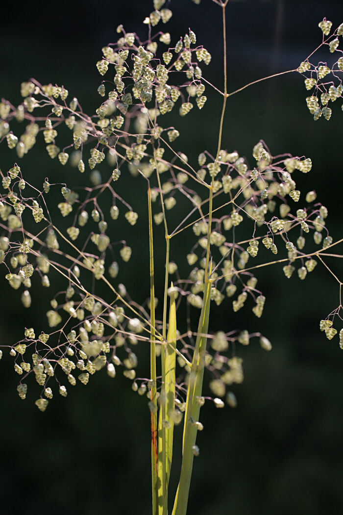 Flore de la Corse