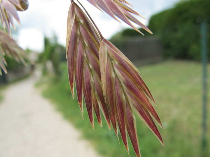 Flore de la Corse