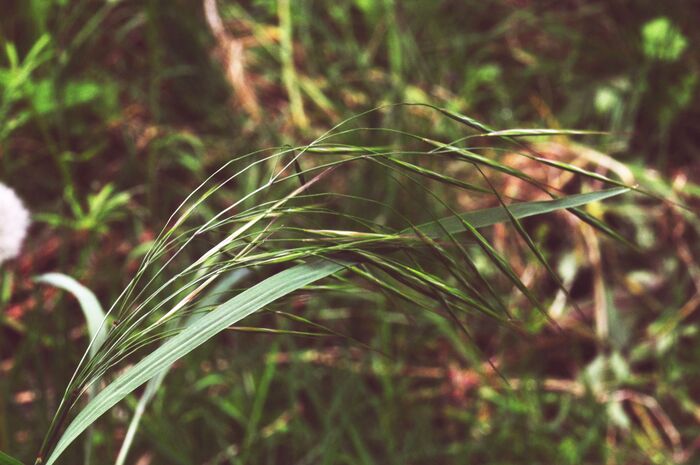 Flore de la Corse