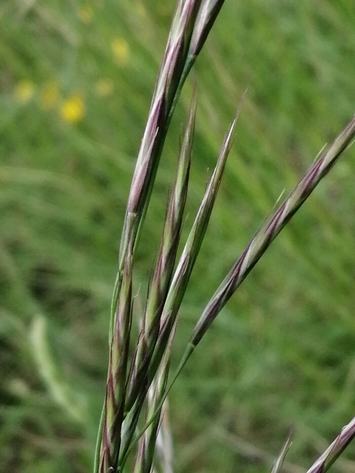 Flore de la Corse