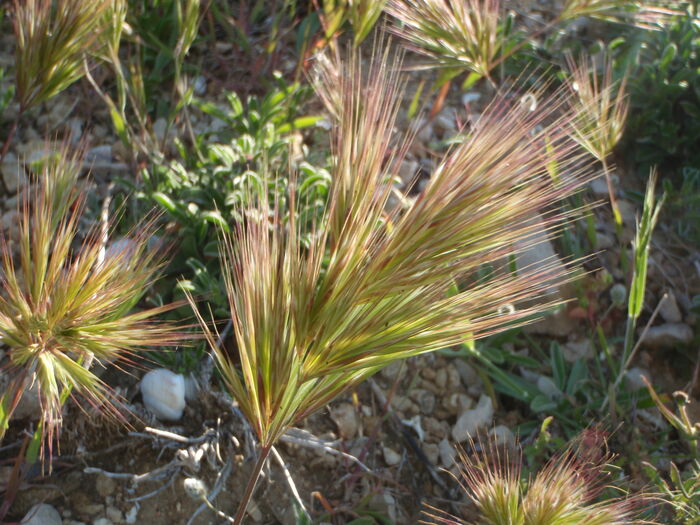 Flore de la Corse