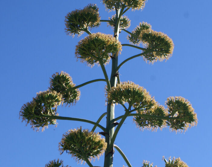 Flore de la Corse