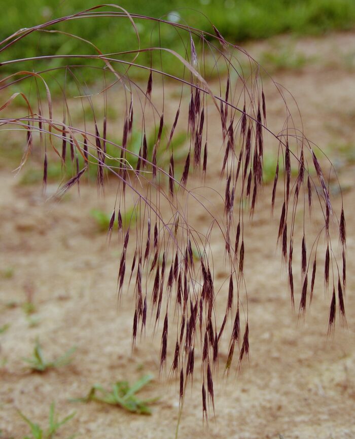 Flore de la Corse