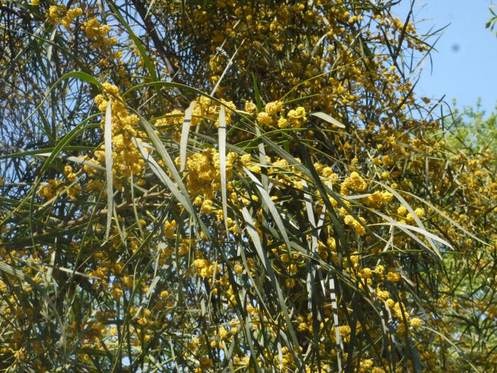 Flore de la Corse