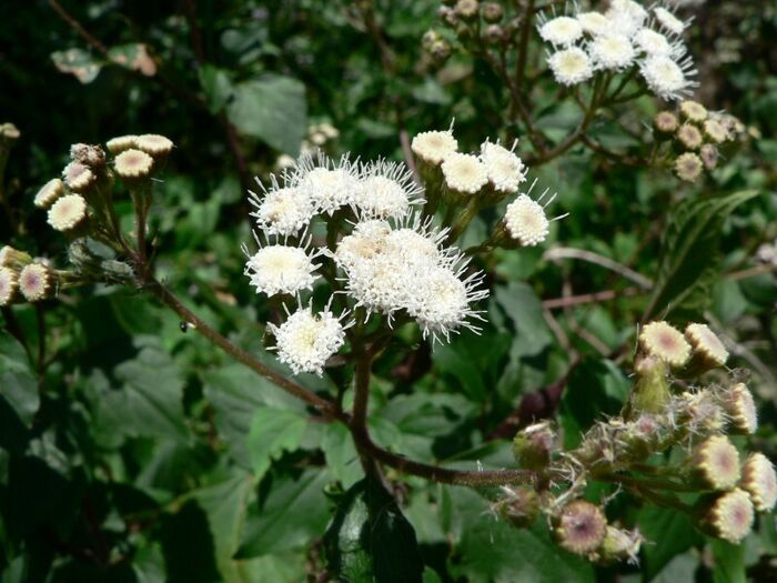 Flore de la Corse