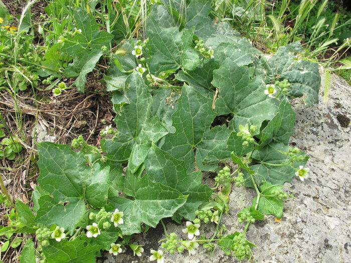 Flore de la Corse