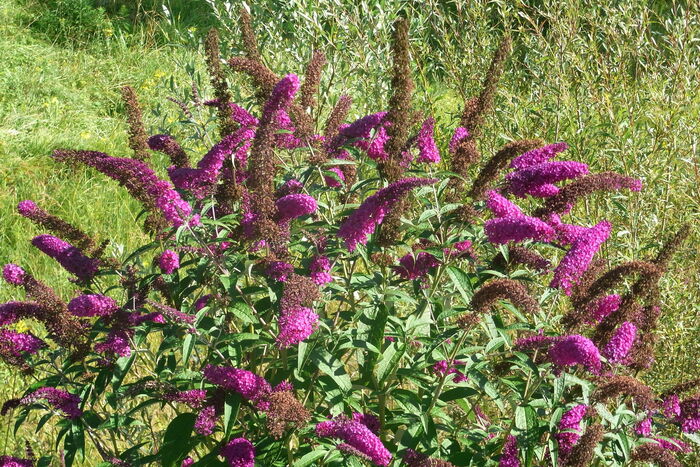 Flore de la Corse