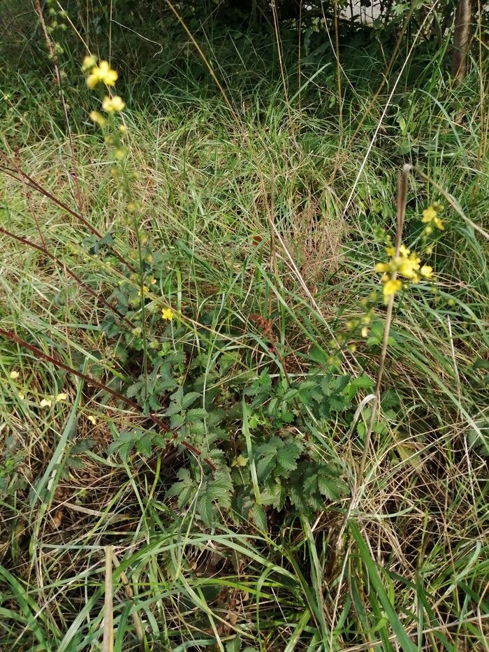 Flore de la Corse