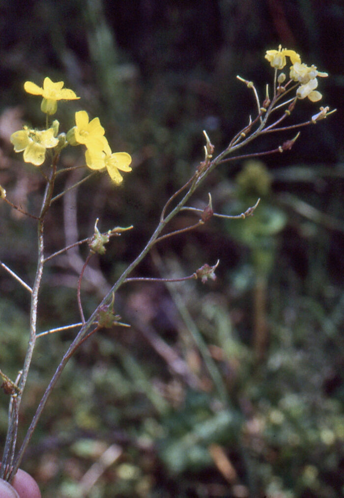 Flore de la Corse