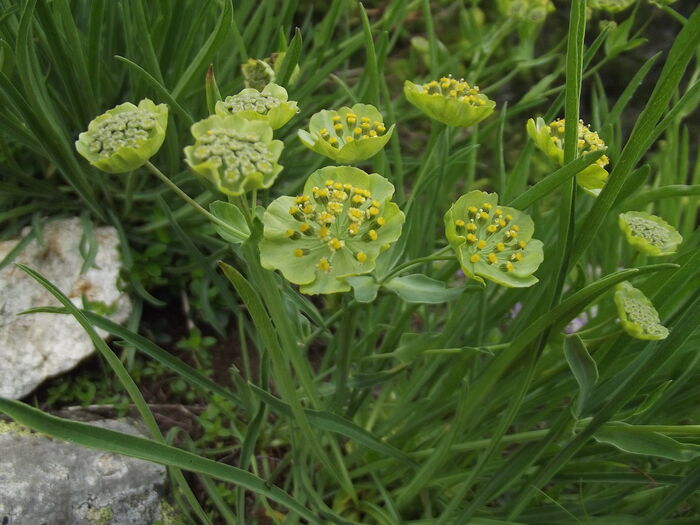 Flore de la Corse