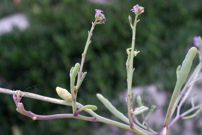 Flore de la Corse