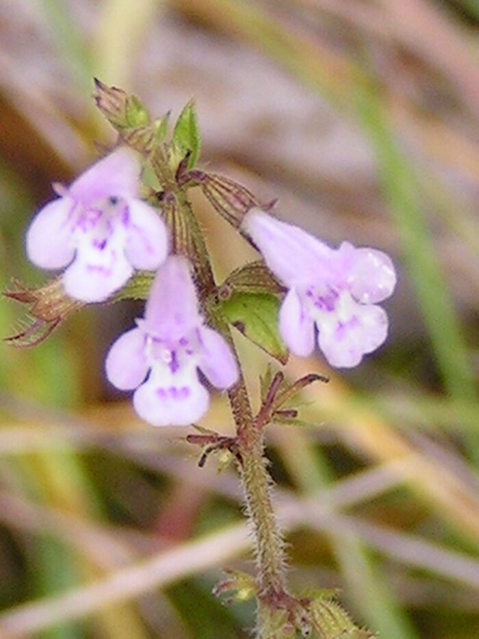 Flore de la Corse