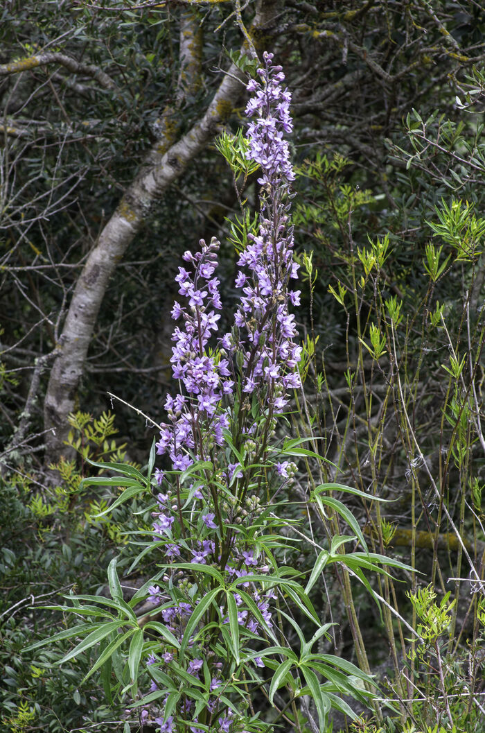 Flore de la Corse