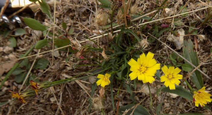 Flore de la Corse