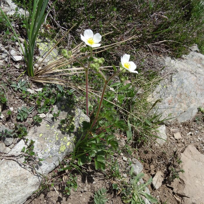 Flore de la Corse