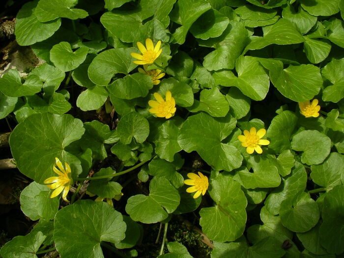 Flore de la Corse