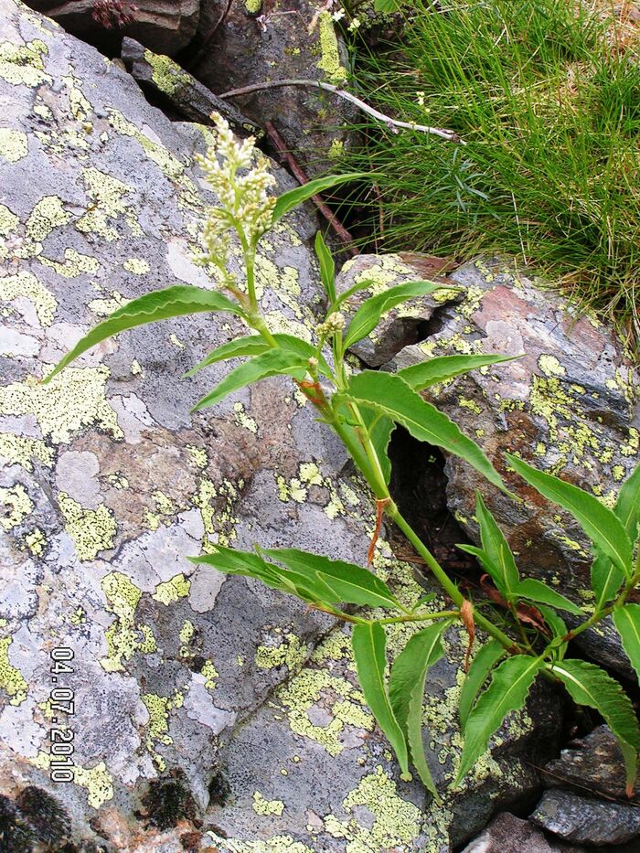 Flore de la Corse