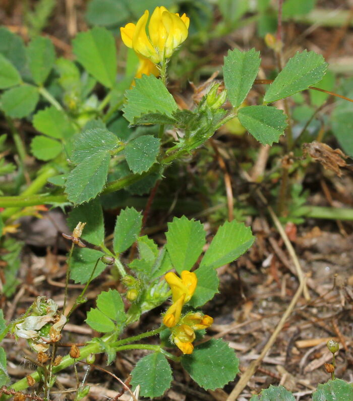 Flore de la Corse