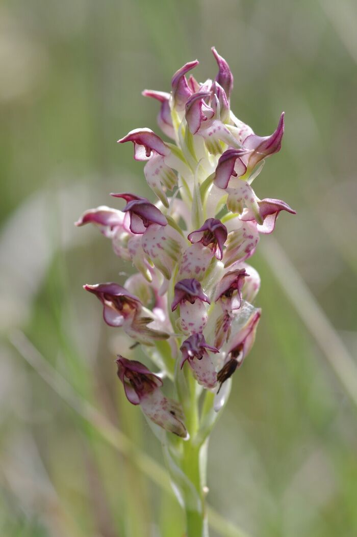 Flore de la Corse