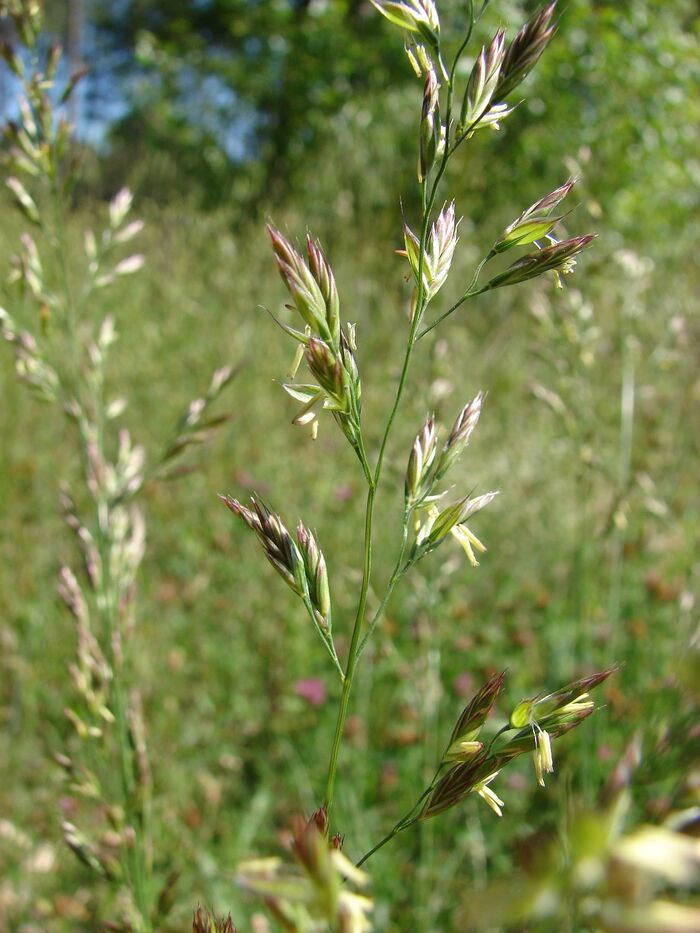 Flore de la Corse