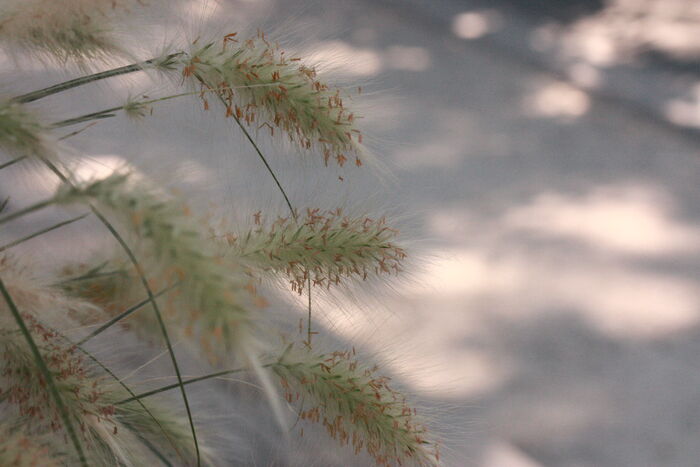 Flore de la Corse