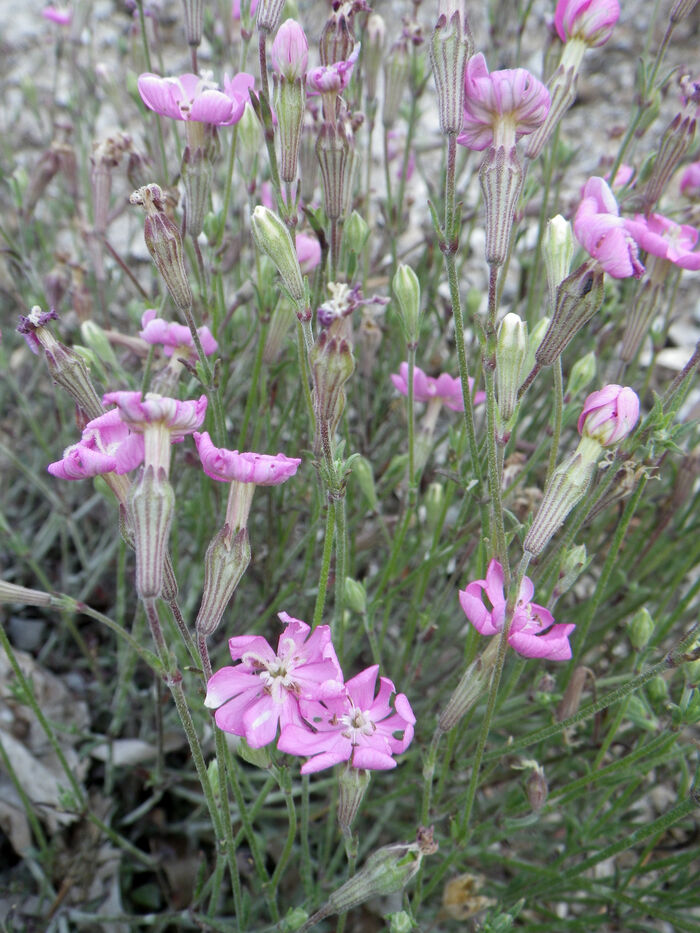 Flore de la Corse